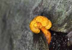 Ophiocordyceps variabilis