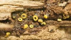 Leotiomycetes