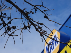 Neuroterus quercusbatatus