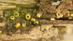 Leotiomycetes