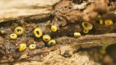 Leotiomycetes
