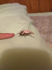 Dermolepida albohirtum