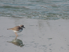 Charadrius placidus