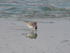 Charadrius placidus