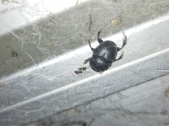 Onthophagus