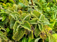 Tetragonia