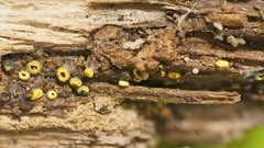 Leotiomycetes