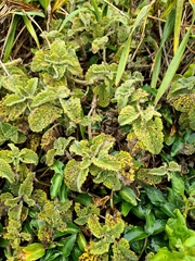 Tetragonia