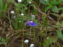 Utricularia graminifolia