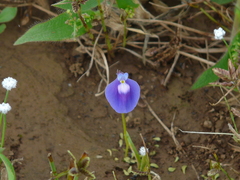 Utricularia graminifolia