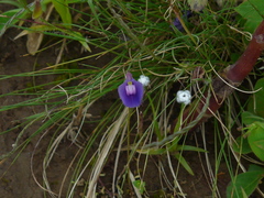 Utricularia graminifolia