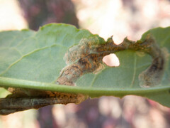 Pegomya bicolor