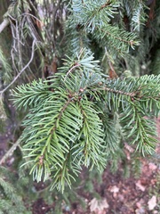 Picea abies