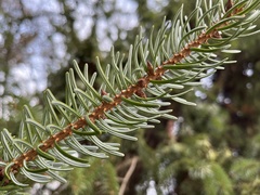Picea abies