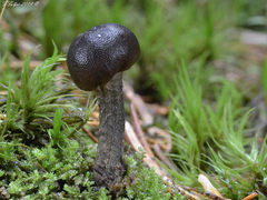 Tolypocladium rouxii