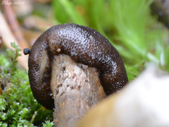 Tolypocladium rouxii