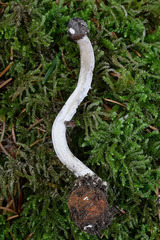 Tolypocladium rouxii