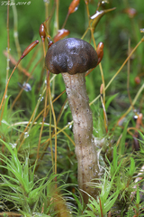 Tolypocladium rouxii