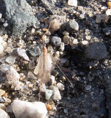 Trichocera
