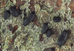 Hysterium angustatum