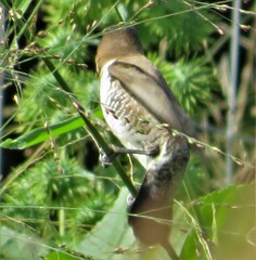 Spermestes cucullata scutata