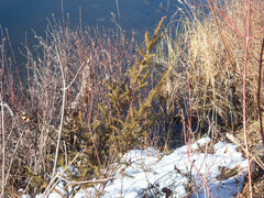 Taxus canadensis