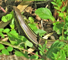 Gerrhosaurus flavigularis