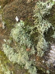 Ramalina intermedia