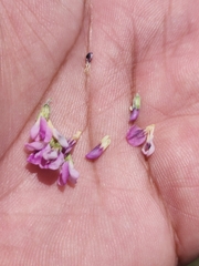 Psoralea triantha