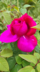 Rosa
