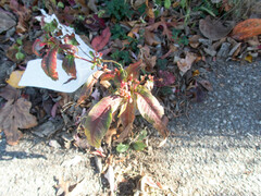 Rumex sanguineus