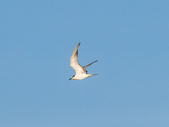 Sterna hirundo longipennis