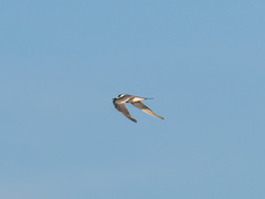 Sterna hirundo longipennis