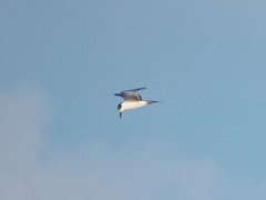 Sterna hirundo longipennis