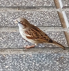 Passer domesticus
