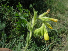 Onosma taurica