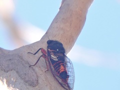 Yoyetta spectabilis