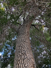 Fraxinus pennsylvanica