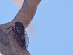 Yoyetta spectabilis