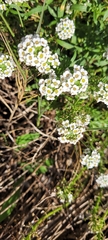 Lobularia maritima
