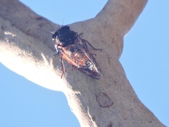 Yoyetta spectabilis