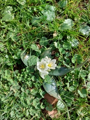 Ornithogalum lanceolatum