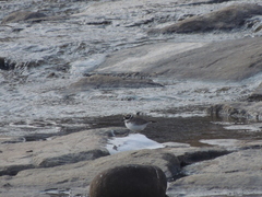 Charadrius placidus