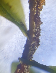 Plagiomnium ellipticum