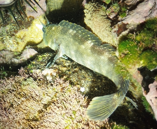 Vermiculated rockskipper (Entomacrodus vermiculatus) — Blenniidae — 2