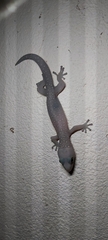Oedura tryoni