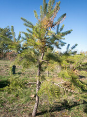 Pinus rigida