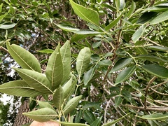 Fraxinus pennsylvanica