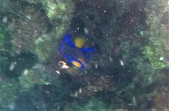 Holacanthus ciliaris