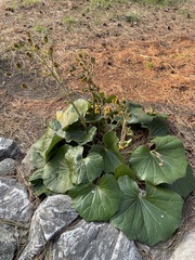 Farfugium japonicum